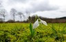 yvonnehuijbens-snowdrop-1191578_1280