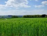 summer-barley-gfd06634bf_1920