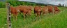 cows-gd92d796f6_1920