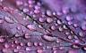 dewdrops-g44bf29868_1920