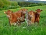 cows-g91098d3af_1920