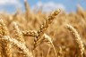 wubbsy-wheat-8213738_1280